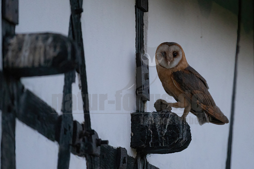 R6NF3271_20240626 | Die Schleiereule ist eine helle, langbeinige Eule ohne Federohren. Charakteristisch für die Schleiereule ist der herzförmige Gesichtsschleier und die relativ kleinen schwarzen Augen. Ihre Unterseite ist weiß bis gelbbraun mit Tropfenflecken, der Schnabel weißrosa, gelblich bis grauweiß. - Realisiert mit Pictrs.com