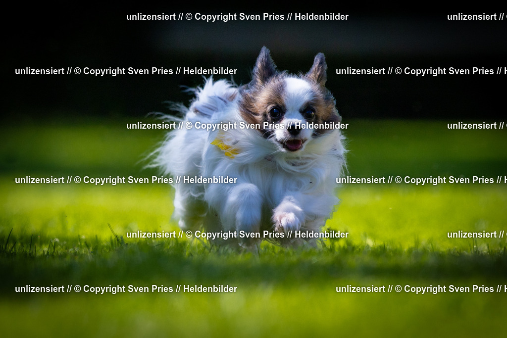 Sven Pries | 2025-08-10 - Hunderennen Durlach - Realisiert mit Pictrs.com