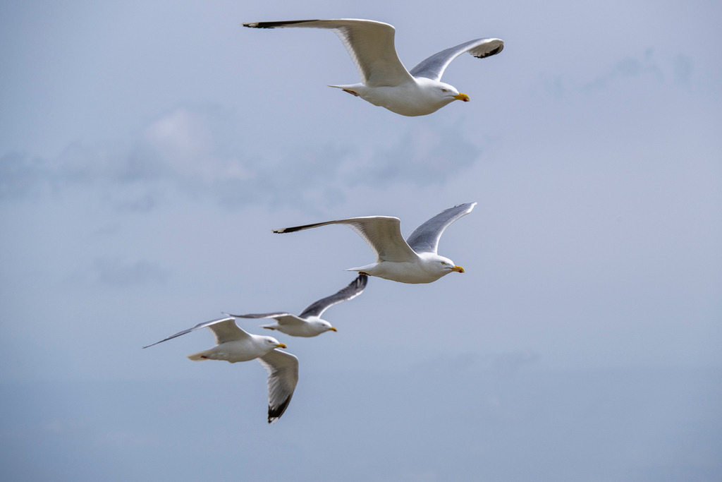 260606_Texel_9657_mr | Entdecke exklusive Fotografie im muebri Shop: Stimmungsvolle Motive  Naturaufnahmen und mehr. Jetzt hochwertige Wandbilder und Fotoabzüge online kaufen! - Realisiert mit Pictrs.com