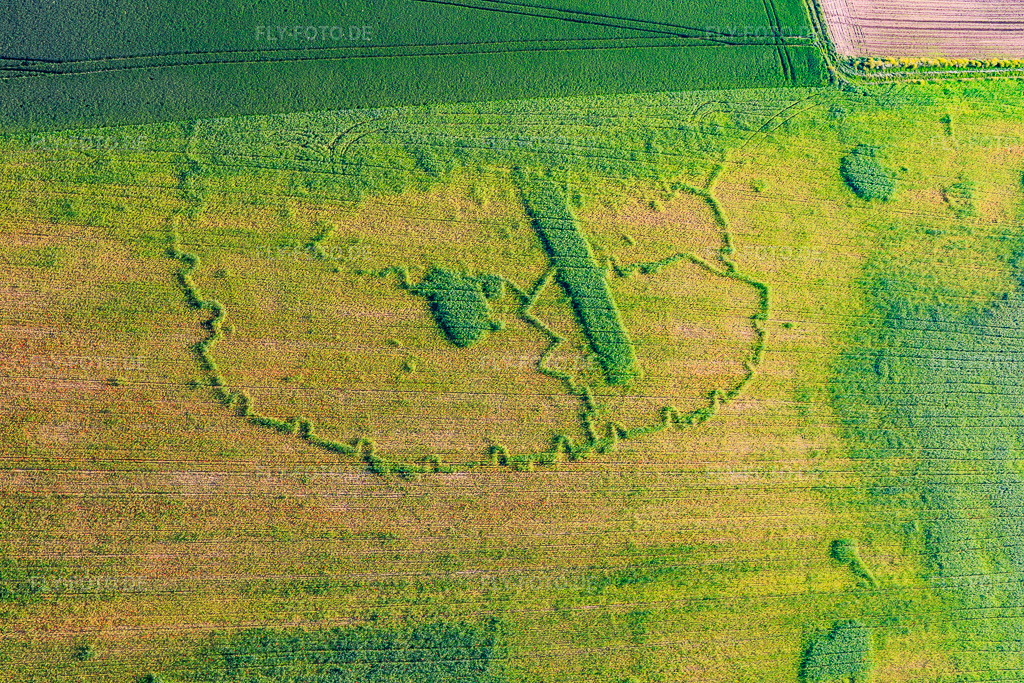 Luftbild: Archäologische Spuren durch Wachstumsunterschiede im Maisfeld in Wintzenbach im Bundesland Bas-Rhin in Frankreich. – Foto: IMG_115034.jpg vom 01.06.2019 durch Werner Riehm/FLY-FOTO.de – Auflösung des Originals: 5472 x 3648 px