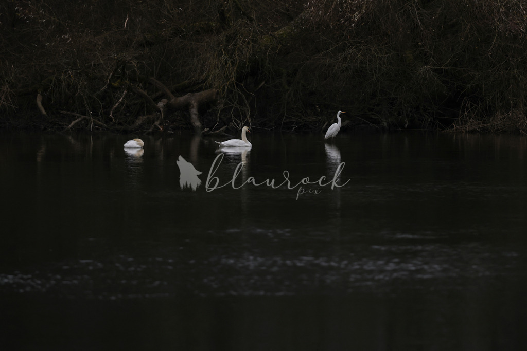 701A5014 | Sportbilder, Sportfotograf, Hochzeits- und Eventfotografin, Flugshows, Portraits und Tiershooting, Aviation, Downhill, Nationalleague, Swissleague, International