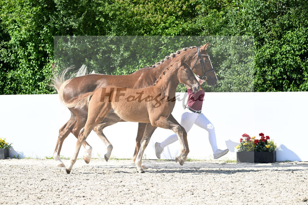 Viva Vegas x Lord Loxley_SF_Wittlinger_13251804 | hf-fotografie - Realizzato con Pictrs.com