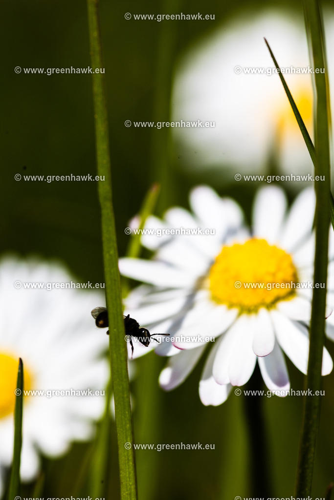_MG_9857 | Greenhawks Bilder Shop für Landschaften, Urban, Tiere und weiteres als Poster Leinwand oder Fotogeschenk für Ostern Weihnachten oder Geburtstag  - Realisiert mit Pictrs.com
