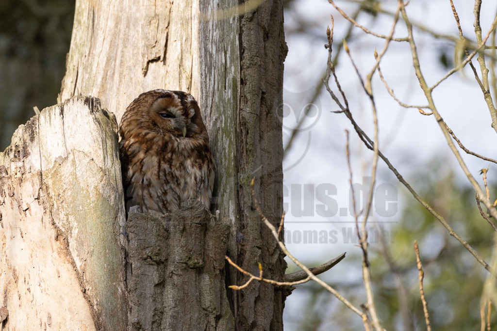 R5NF2937-20230422 | Der Ruf dieser Eulenart ist unverkennbar. Vor allem zur Balzzeit im Herbst und Spätwinter hören wir den unheimlich anmutenden Gesang der Waldkauzmännchen (Strix aluco). Dank seines dichten und samtartigen Gefieders und seiner kammartigen Flügelspitzen kann er nahezu lautlos auf Jagd gehen. Immer auf der Suche nach seiner bevorzugten Beute – Mäusen. - Realisiert mit Pictrs.com