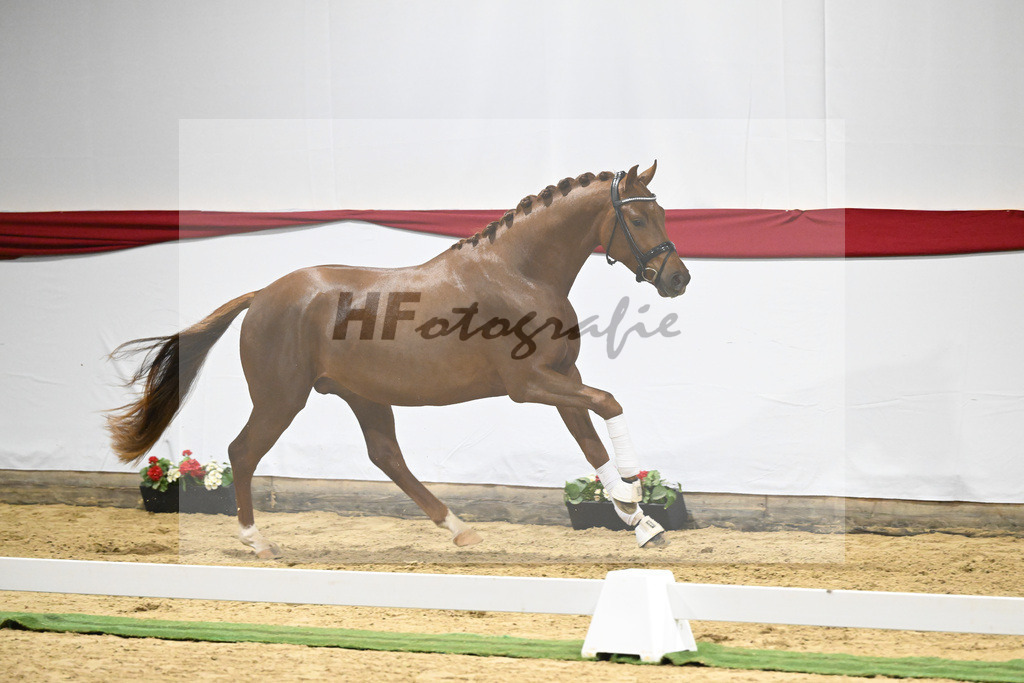 Kat-Nr. 8 v. Viva Gold_Limbecker_63220273 | hf-fotografie - Realizzato con Pictrs.com