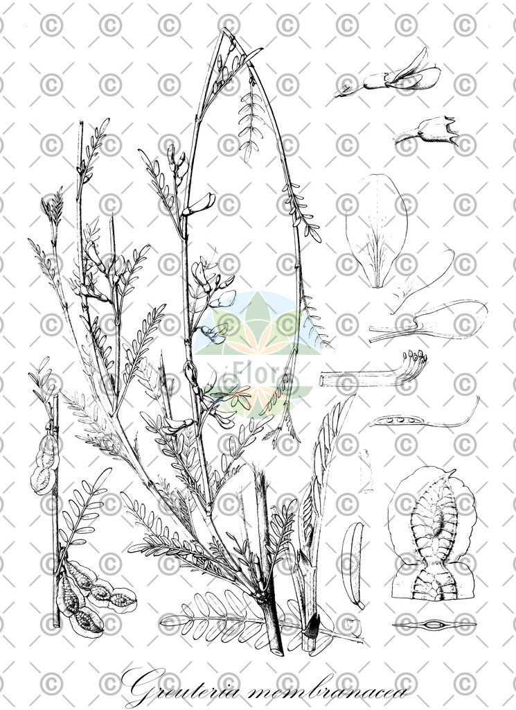 HistAbb_wfo-0000710340_1_ENZY_Simple | Historische Abbildung von Greuteria membranacea - Fabaceae | Historical Illustration of Greuteria membranacea - Fabaceae