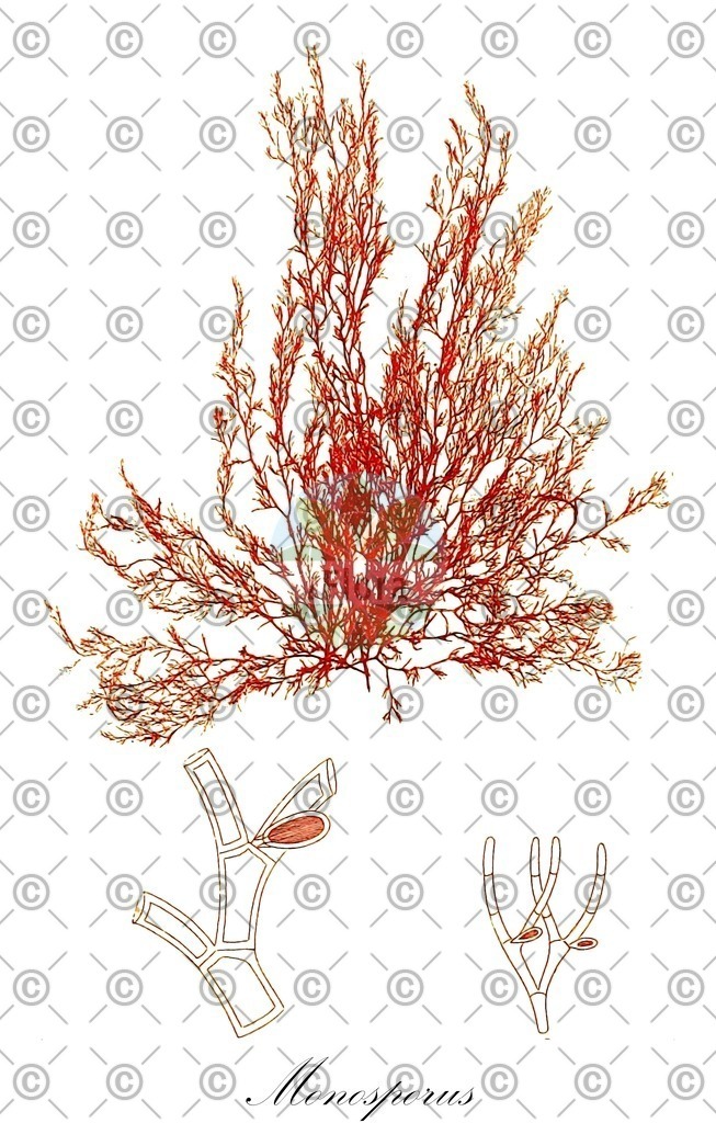 HistAbb_wfo-0000472991_1_ENZY_Simple | Historische Abbildung von Monosporus - Wrangeliaceae (0) | Historical Illustration of Monosporus - Wrangeliaceae (0)