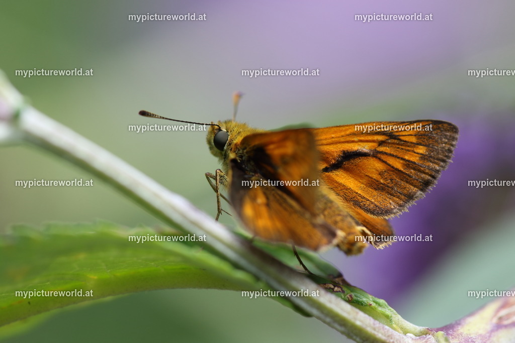 Ochlodes sylvanus-006 | Das Bilderarchiv über Tiere, Planzen und Landschaften. In der Bilddatenbank finden Sie ein große Auswahl an hochwertigen Bilder für Ihre Werbung - Realized with Pictrs.com