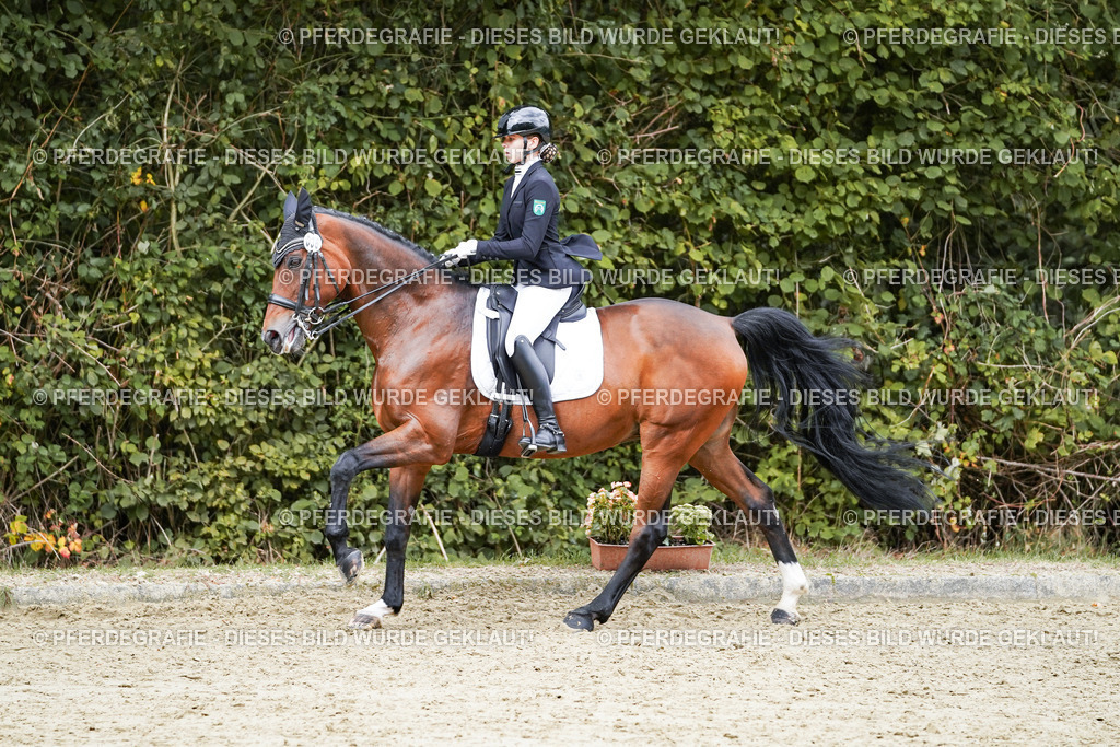 DSC07771 | Pferdegrafie