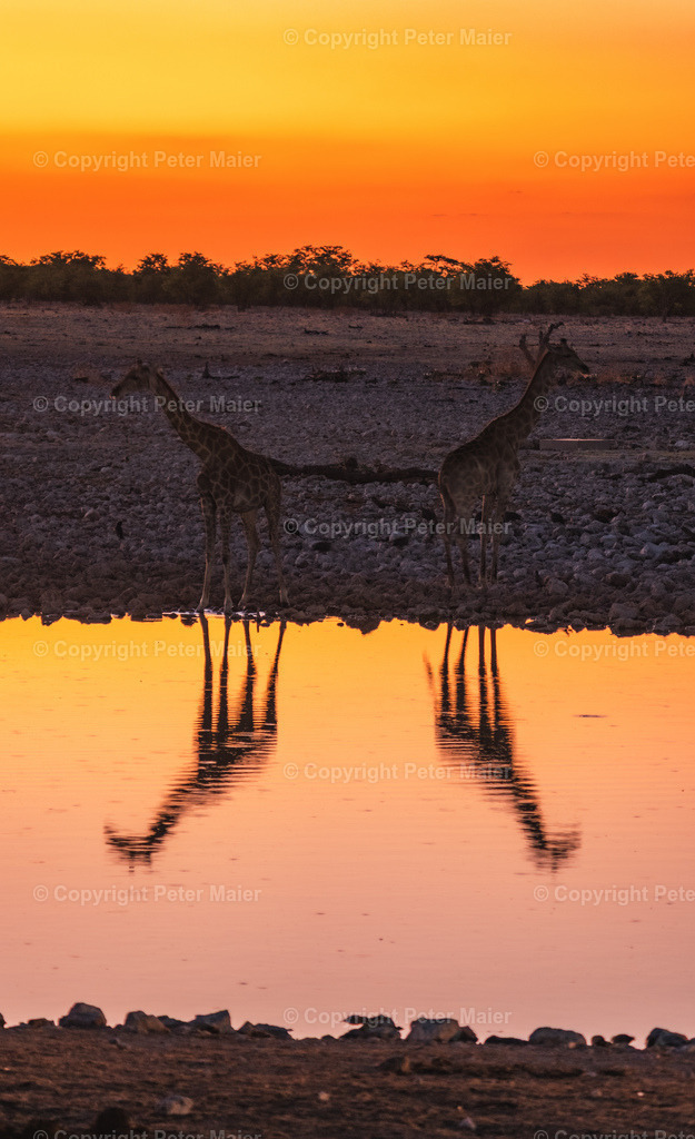 Etosha_Nationalpark_Namibia-1065 | piet_flosse