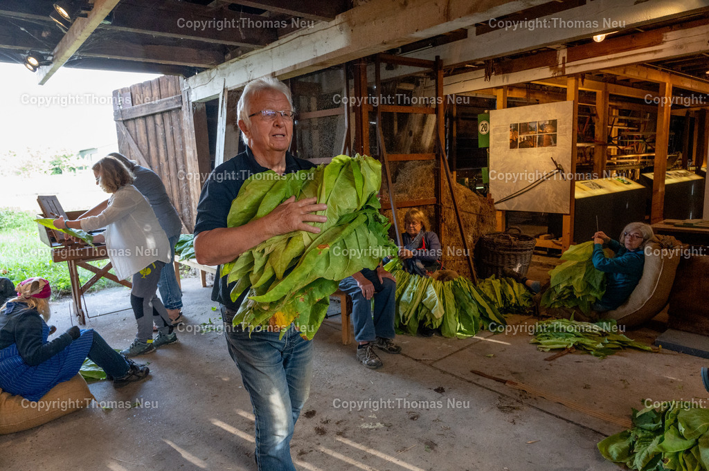Lorsch_Tabakernte-49 | 23.08.2025, Lorsch, Tabakscheune, die Tabakernte wird zum Trockenen verarbeitet, Bild: Eva-Maria Eberle, und Gudrun Gallei, ,, Bild: Thomas Neu