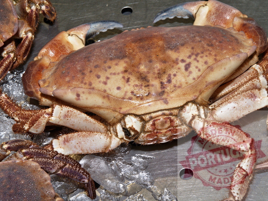 Fresh whole crab on ice seafood market | Freshly caught crab resting on crushed ice, ready for cooking and eating - Realized with Pictrs.com