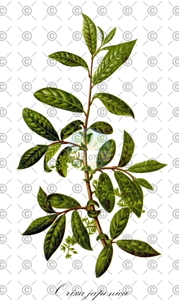 HistAbb_wfo-0000260783_1_ENZY_Simple | Historische Abbildung von Orixa japonica - Rutaceae | Historical Illustration of Orixa japonica - Rutaceae