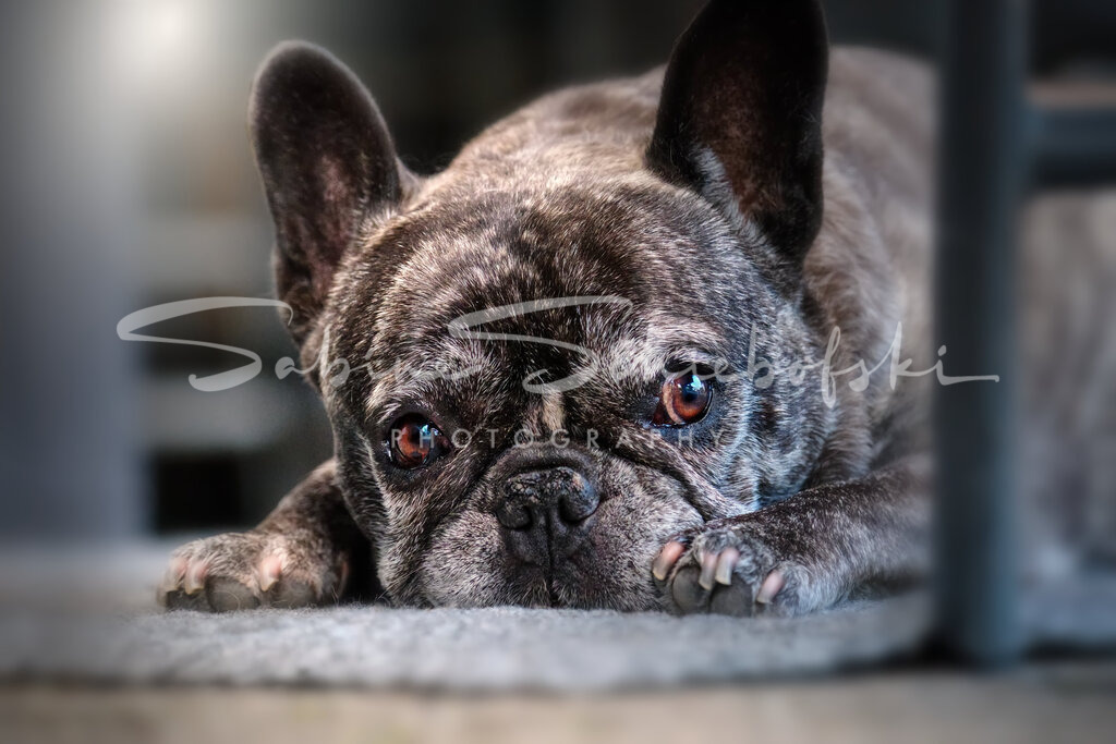 Bonny_23-08-202023_08_20_DSCF9308 | People- und Tierfotografie, Imageaufnahmen, Veranstaltungsfotografie und Wandbilder aus der Natur ★ Made in Germany ✔️ Druck + Downloads ✔️ Naturfotografie in Top Qualität ★ schneller Versand, weltweite Lieferung! - Realisiert mit Pictrs.com