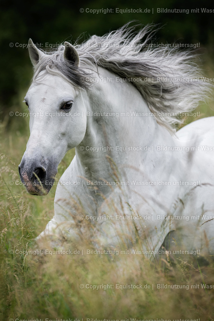 20160608_Spanier_im_Freilauf_0003 | Foto: Thomas Hartig