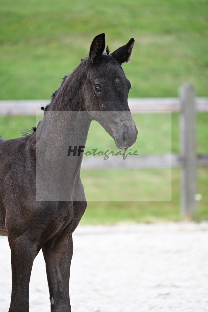 Kat-Nr. 25 Straight Horse Leonardo x Don Olymbrio L_SF_Knoedlseder_15250718 | hf-fotografie - Realizzato con Pictrs.com