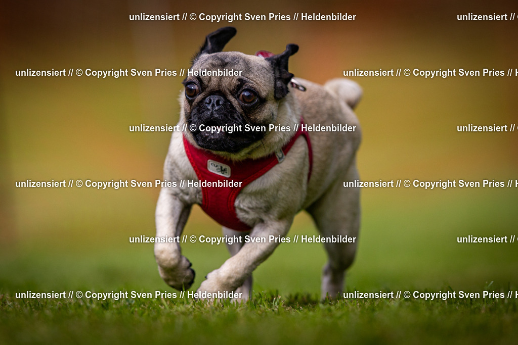 Sven Pries | 2024-09-22 - Hunderennen Baden-BadenPudelverein - Realisiert mit Pictrs.com