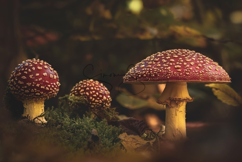 Fliegenpilz Gruppe | Simone Sperber, svb-photography,Fotografin,Bilddesignerin,Naturfotografie,Macrofotografie,Tierfotografie,Wildtierfotografie,Ausstellungen,Auftragsfotografie,Kunst,Art,Photographer,Shootings,Bildberatbeitung,Galerie,Shop
