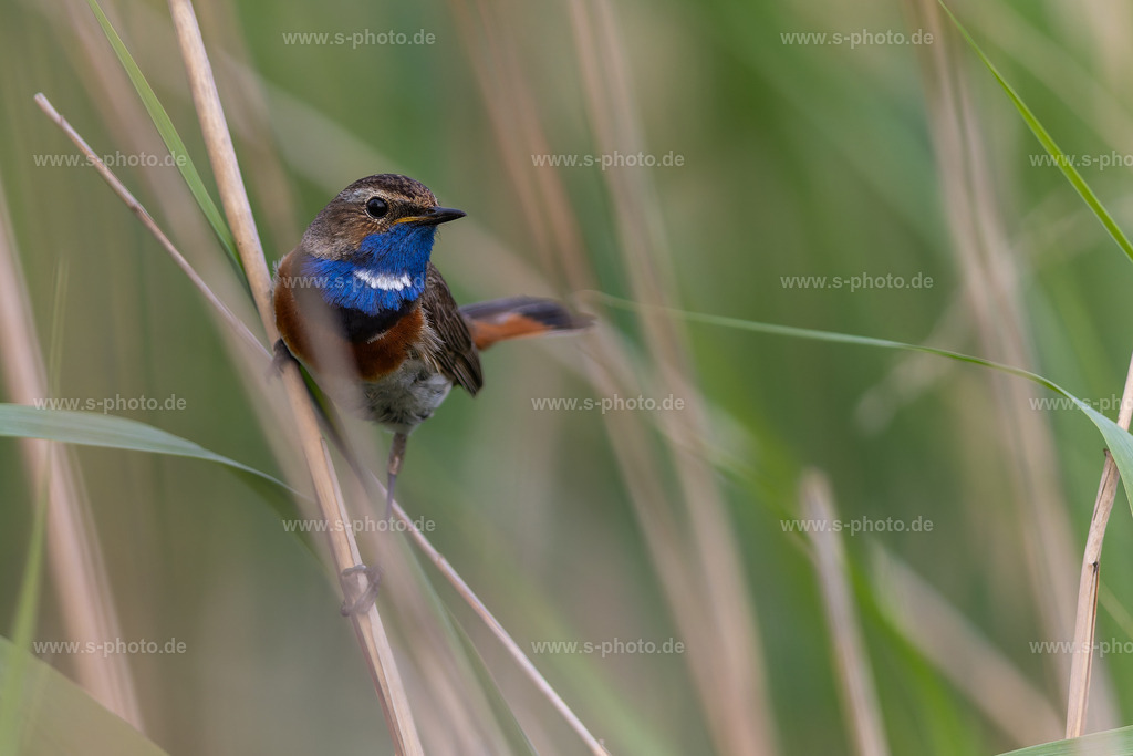 Blaukehlchen | Das wunderschöne Blaukehlchen, das bei uns nur mit dem weißen Brustfleck vorkommt - white spotted. Das "red-spotted" Blaukehlchen mit dem roten Brustfleck könnte man z.B. in Polen  finden...  - Realisiert mit Pictrs.com