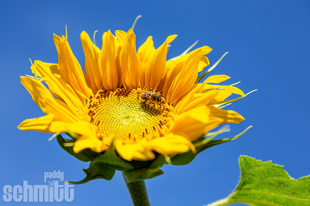PS-Natur-2026-60 | Entdecke die größte Bildgalerie der Region mit Fotografien aus dem Allgäu, der Bodenseeregion, Oberschwaben, dem Donautal und der Schwäbischen Alb. Landschaften, Luftaufnahmen und Reisefotografie als Wandbild und Fotokunst. - Realisiert mit Pictrs.com