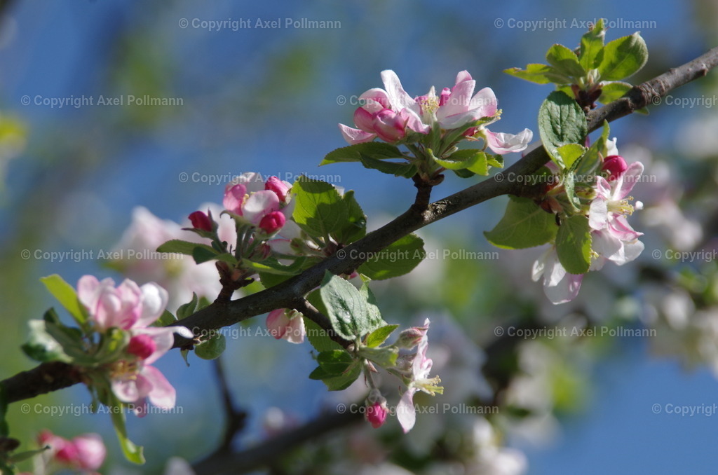 IMGP0325 | fotografiert von Axel PollmannLeonhardi Wallfahrt Benediktbeuern und Murnau, Fronleichnam, Fasching, Landschaft im Loisachtal und Benediktbeuern  - Realisiert mit Pictrs.com