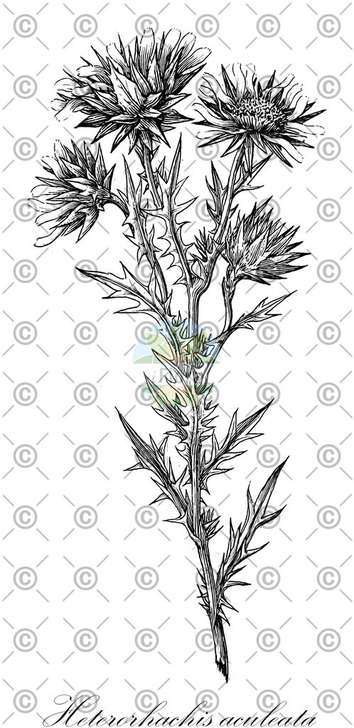 HistAbb_wfo-0000721583_1_ENZY_Simple | Historische Abbildung von Heterorhachis aculeata - Asteraceae | Historical Illustration of Heterorhachis aculeata - Asteraceae