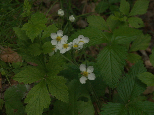 Walderbeerblüten | Verkauf von Fotos und  Videoclips zumThema Natur.Motive sind Pflanzen, Tiere, Landschaftenund Wetter - Realisiert mit Pictrs.com
