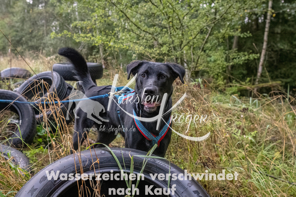 0854_ZZ90467-Bearbeitet | kk-dogfotos