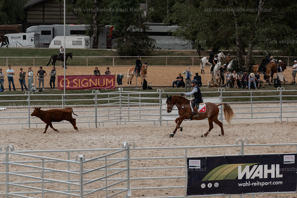 WE__Stoib_Rinder_PI2025_3154 | Pferd International München 2025