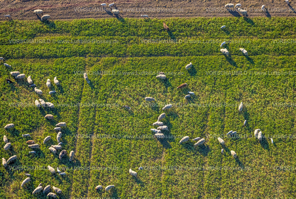 Olfen250405466 | Luftbild, grasende Schafe auf einer grünen Weide, Olfen-Kirchspiel, Olfen, Münsterland, Nordrhein-Westfalen, Deutschland