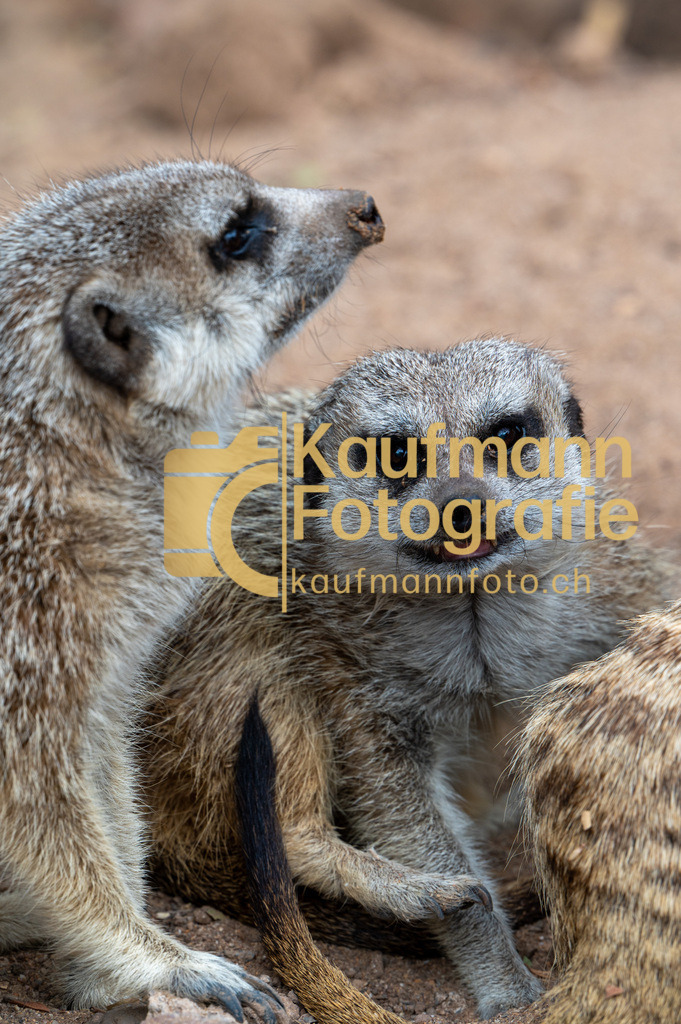 Jungle_Park_def-4144 | kaufmannfoto - Realisiert mit Pictrs.com