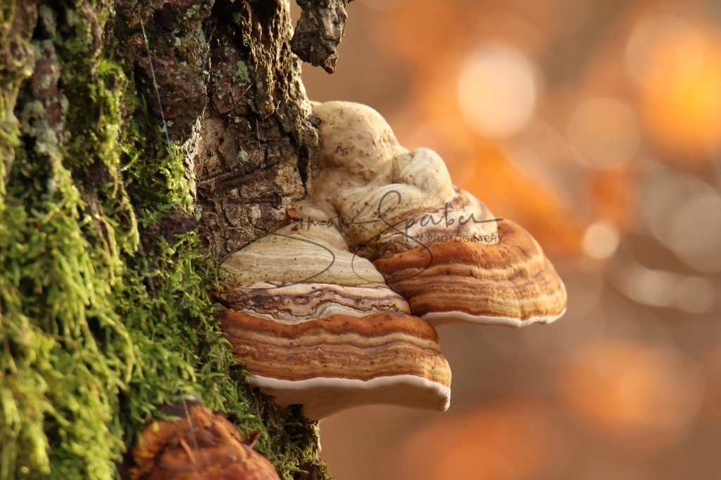 Zunderschwamm  | Simone Sperber, svb-photography,Fotografin,Bilddesignerin,Naturfotografie,Macrofotografie,Tierfotografie,Wildtierfotografie,Ausstellungen,Auftragsfotografie,Kunst,Art,Photographer,Shootings,Bildberatbeitung,Galerie,Shop