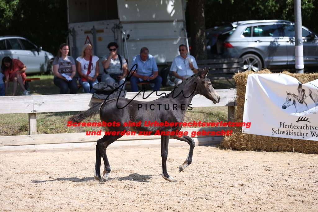 Fohlenschau_Schwäbisch_Hall_Ponys_KN 48_11 | lmwpictures - Realisiert mit Pictrs.com