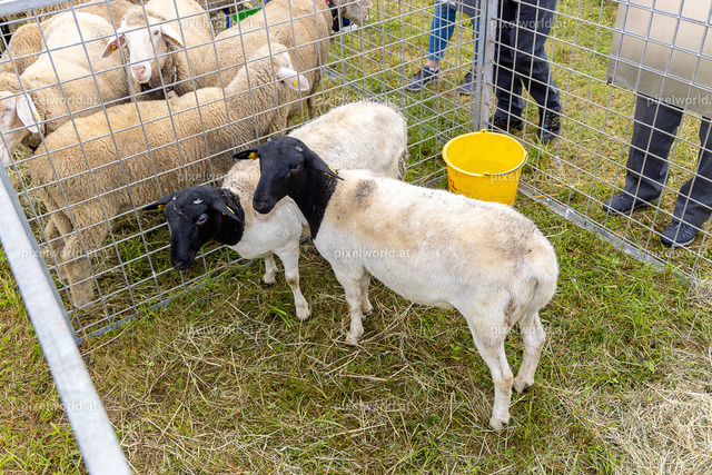 SchaZie Tag | Bildershop von pixelworld.at - Realisiert mit Pictrs.com