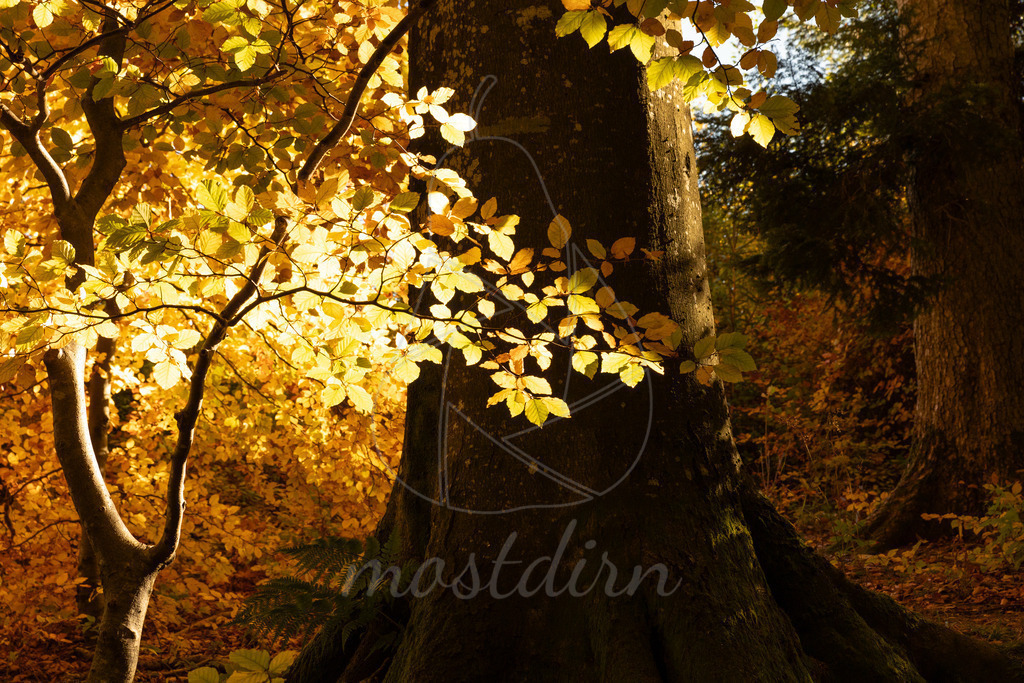 Pures Herbstgold | Ihre Fotografin im Lungau, ihre Fotografin im Mostviertel, Wandbilder Onlineshop, Imagefotos für Ihr Unternehmen,  - Realisiert mit Pictrs.com