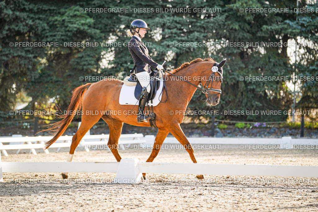 DSC08045 | Pferdegrafie