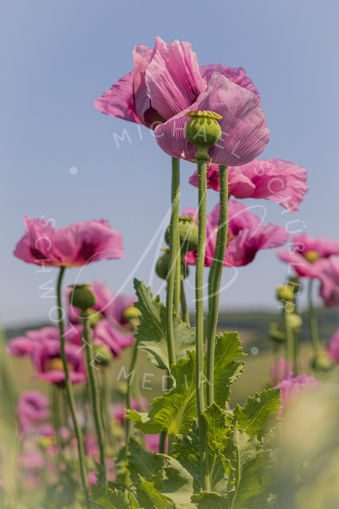 2023-05-29 Pink Poppies Erlenbach Oelmuehle - 098-2 | Schwotte Media - Realisiert mit Pictrs.com