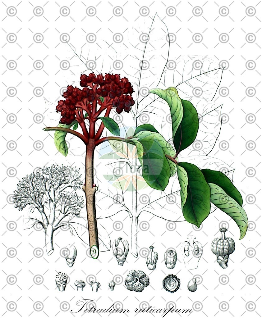 HistAbb_646S2_3_ENZY_Simple | Historische Abbildung von Tetradium ruticarpum - Rutaceae | Historical Illustration of Tetradium ruticarpum - Rutaceae