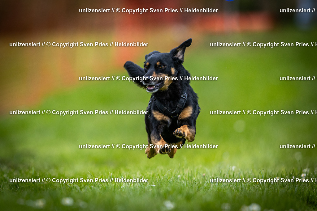 Sven Pries | 2025-04-13 - Hunderennen Baden-Baden - Realisiert mit Pictrs.com