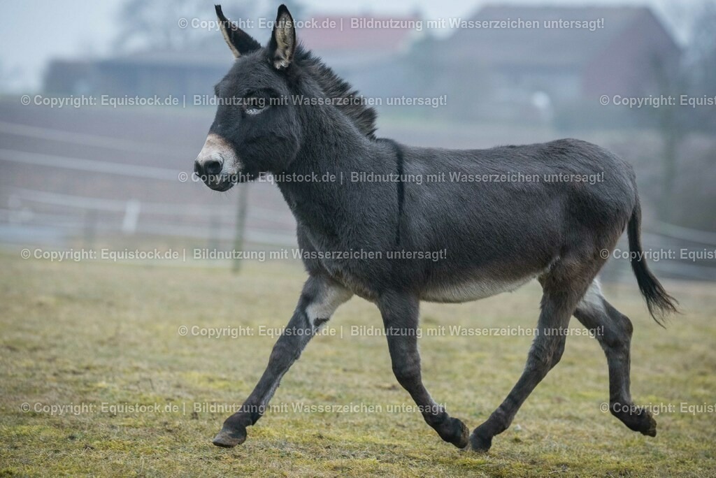 20150217_Esel_0011 | equistock