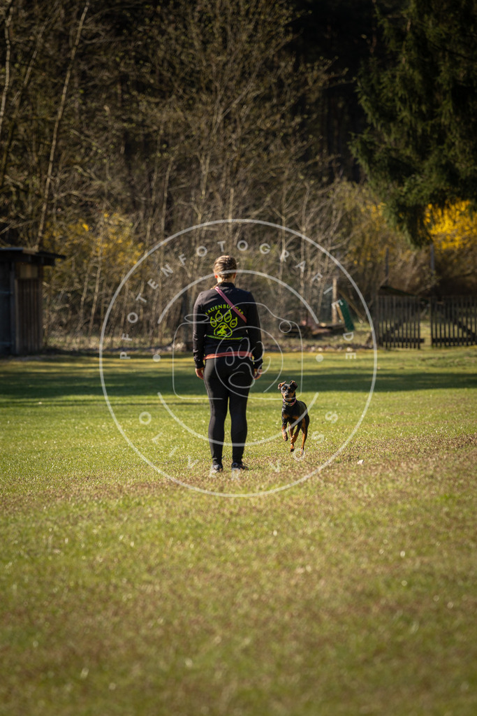Pfotenfotografie_DV3A0298 | Hundefotografie, Tierfotograf, Pfotenfotografie, Fotoshooting Hund, Hunde Portrait, Hundesport, Hundeportraits, Heideshooting, Hunde, Sportfotograf, Hundefotograf, Turnierhundsport, THS,  - Realisiert mit Pictrs.com