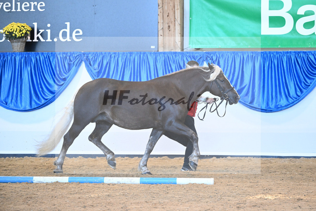 Kat-Nr. 105 Eisrose_Kuri_53220747 | hf-fotografie - Realisiert mit Pictrs.com