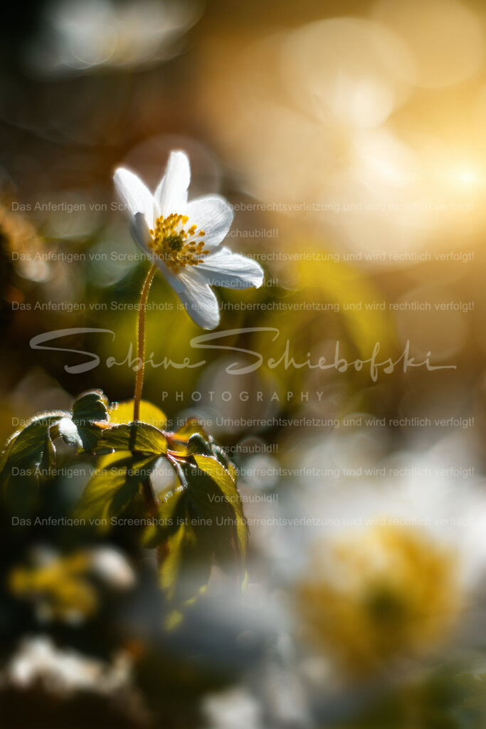 Buschwindröschen in der Frühlingssonne | People- und Tierfotografie, Imageaufnahmen, Veranstaltungsfotografie und Wandbilder aus der Natur ★ Made in Germany ✔️ Druck + Downloads ✔️ Naturfotografie in Top Qualität ★ schneller Versand, weltweite Lieferung! - Realisiert mit Pictrs.com