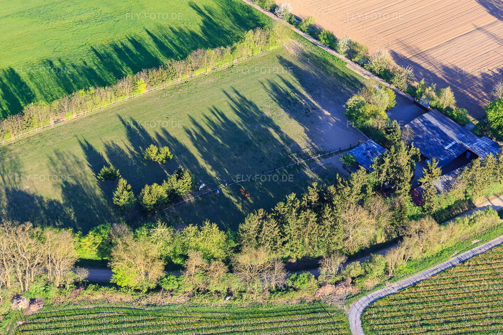 Luftbild: Koppel von Trakehner-Friedrich in Minfeld im Bundesland Rheinland-Pfalz in Deutschland. Foto: IMG_077341.jpg vom 21.04.2015 durch Werner Riehm/FLY-FOTO.de