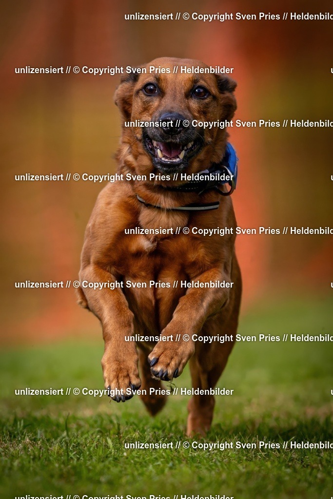 Sven Pries | 2024-09-22 - Hunderennen Baden-BadenPudelverein - Realisiert mit Pictrs.com