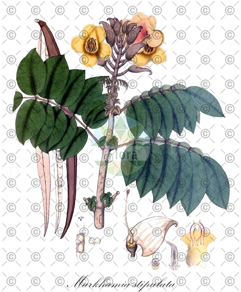 HistAbb_EMP_45464_SRC_Schlechtendal_FLORAD_SIMPLE | Historische Abbildung von Markhamia stipulata - Bignoniaceae | Historical Illustration of Markhamia stipulata - Bignoniaceae