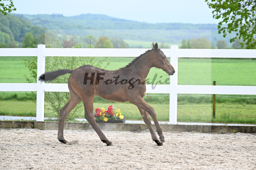 Kat-Nr. 47 SF Chacco Blue x Quo Vados I_Schoenherr_23261707 | hf-fotografie - Realisiert mit Pictrs.com