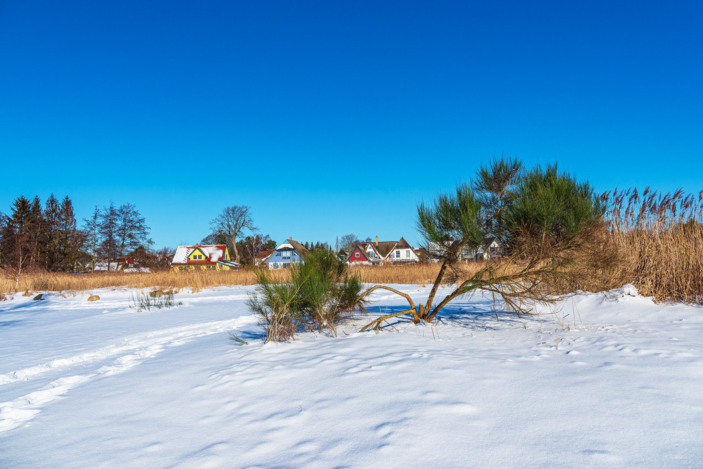 Schilf und Bäume am Bodden bei Wieck auf dem Fischland-Darß im Winter | Schilf und Bäume am Bodden bei Wieck auf dem Fischland-Darß im Winter.