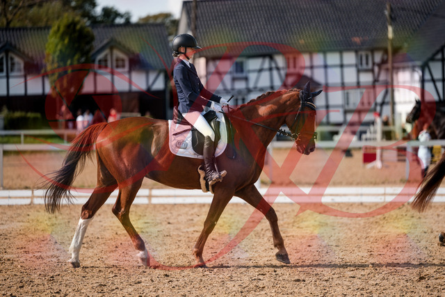2026_10_03_Siefer-Hof_132759_Z63_87581014 | Professionelle Reitsport-, Turnier- und Eventfotografie von Robert Broda. Galerien mit ausgewählten und bearbeiteten Bildern direkt online ansehen und bestellen.