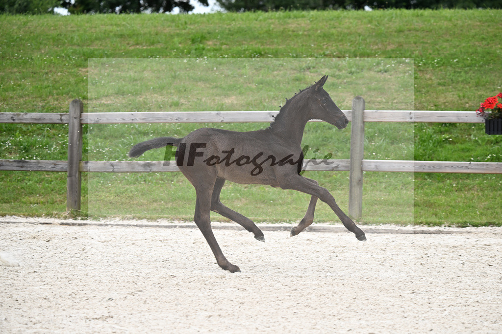 Kat-Nr. 25 Straight Horse Leonardo x Don Olymbrio L_SF_Knoedlseder_15250738 | hf-fotografie - Realizzato con Pictrs.com